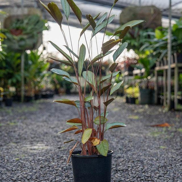 Red Back Ginger - Alpinia caerulea-Evergreen,Moderate Growing,Moderate Water,Native,Outdoor,Partial Shade,Tropical-Nursery Near Me