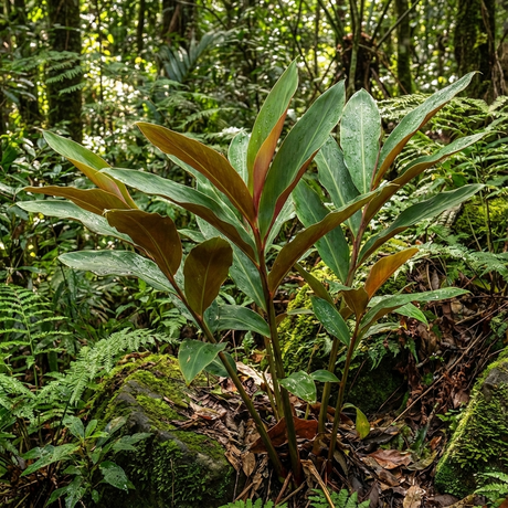 Red Back Ginger (Alpinia caerulea) is a green leafy Australian native with reddish stems. This edible, shade-loving plant thrives among moss and ferns, adding vibrant color to the forest floor.