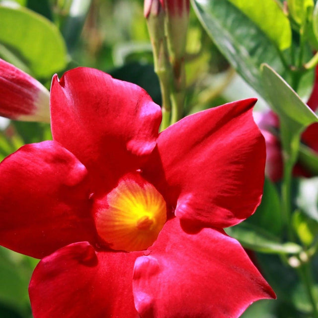 Red Brazilian Jasmine - Dipladenia Red Form-Climber,Evergreen,Flowering,Full Sun,Moderate Growing,Moderate Water,Outdoor-Nursery Near Me