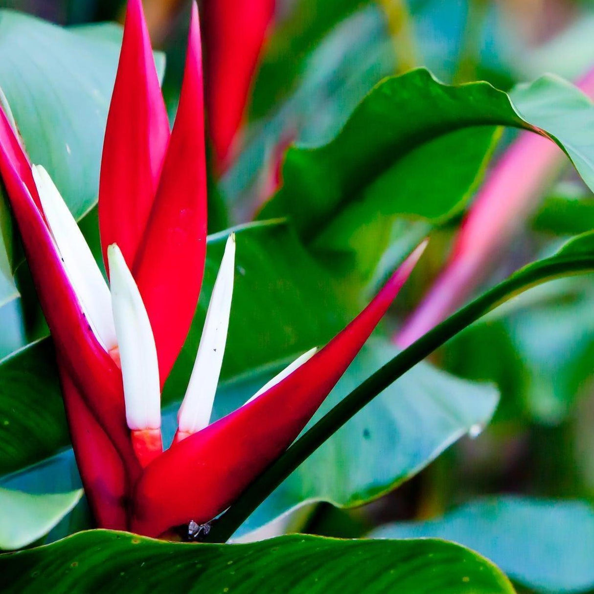 Red Christmas Heliconia - Heliconia angusta 'Red Christmas'-Evergreen,Fast Growing,Flowering,High Water,Outdoor,Partial Shade,Tropical-Nursery Near Me