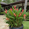 Red Christmas Heliconia
