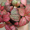 Red Cloud Nerve Plant