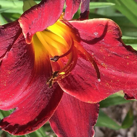 Red Daylily - Hemerocallis 'Stella Rouge'-Evergreen,Flowering,Full Sun,Moderate Growing,Moderate Water,Ornamental,Outdoor-Nursery Near Me