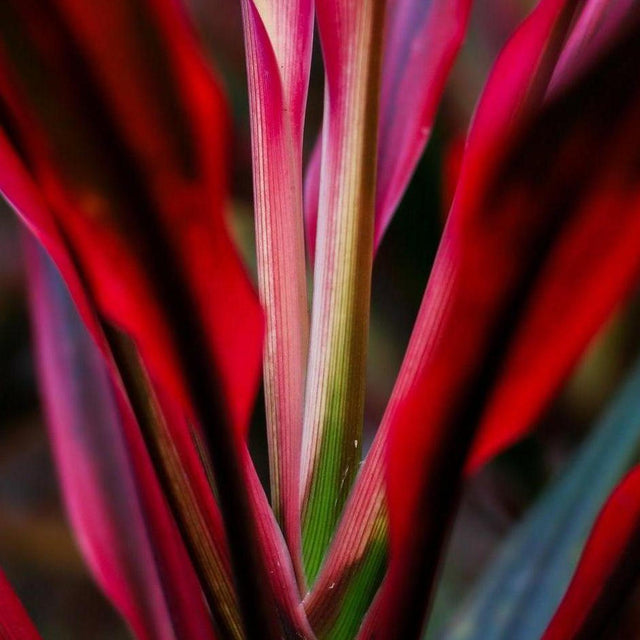 Red Edge Cordyline - Cordyline fruticosa 'Red Edge'-Evergreen,Moderate Growing,Moderate Water,Ornamental,Outdoor,Partial Shade,Tropical-Nursery Near Me