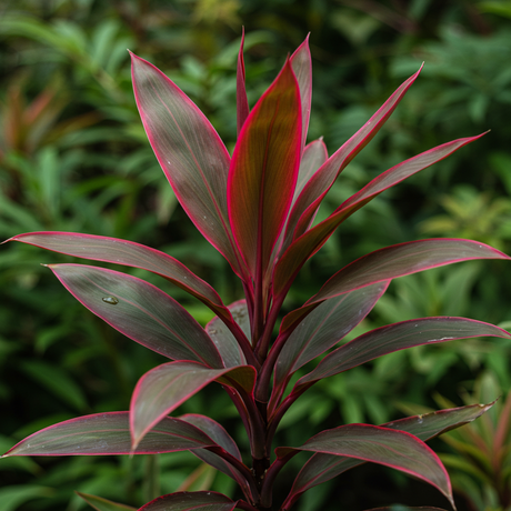The Red Edge Cordyline - Cordyline fruticosa 'Red Edge' is a low maintenance tropical plant featuring long, pointed green leaves with striking red edges, shown against a softly blurred leafy background.