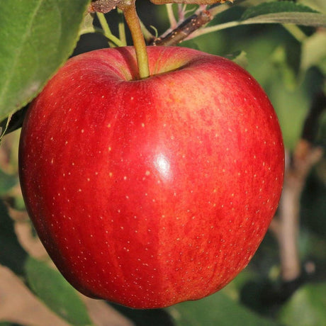 Red Fuji Apple Tree - Malus domestica 'Red Fuji'-Deciduous,Flowering,Fruiting,Full Sun,Moderate Growing,Moderate Water,Outdoor,Tree-Nursery Near Me