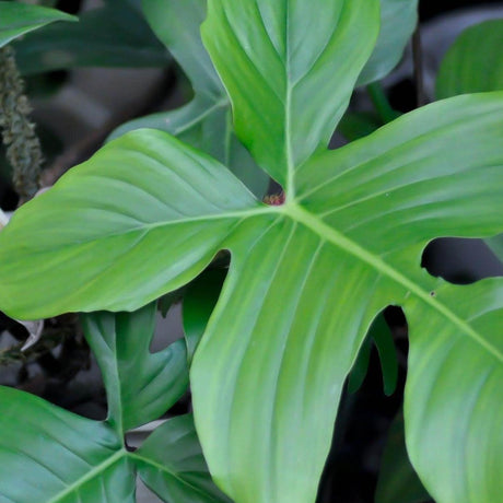 Red Hairy Philodendron - Philodendron squamiferum-Evergreen,Flowering,Indoor,Moderate Growing,Moderate Water,Partial Shade,Tropical-Nursery Near Me