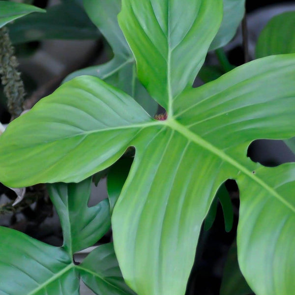 hairy philodendron Red Hairy Philodendron - Philodendron squamiferum