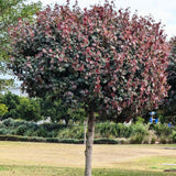 A Red Hibiscus (Hibiscus tiliaceus Rubra) with dense, round foliage of green and purple leaves stands in a grassy park setting, exuding tropical beauty.-Nursery Near Me