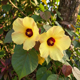Two red Hibiscus tiliaceus 'Rubra' flowers with green leaves, blooming outdoors in sunlight, bring bright color and lush beauty to any tropical feature tree or fast-growing hedge.