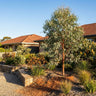 Red Ironbark