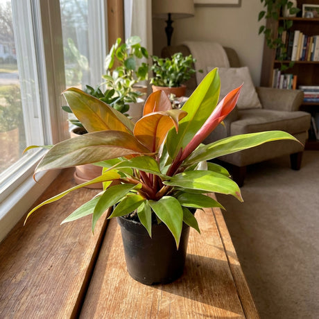 The Red King Philodendron - Philodendron Red King, known for its colorful leaves and easy care, brightens a cozy living room as it sits on a wooden table by a sunny window.