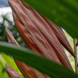 Red Leaf Palm - Chambeyronia macrocarpa-Evergreen,Full Sun,Moderate Growing,Moderate Water,Outdoor,Palm,Tropical-Nursery Near Me