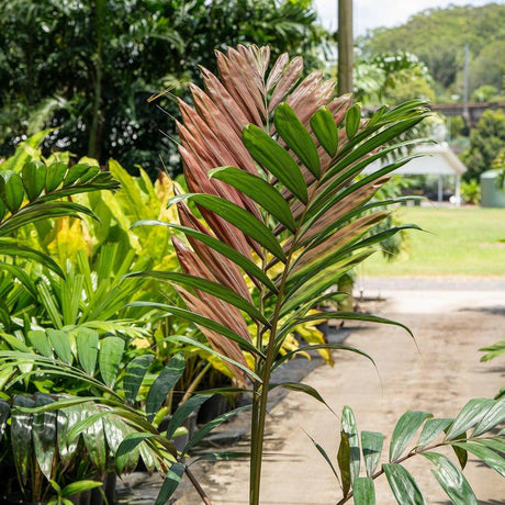 In a sunlit garden, the Red Leaf Palm (Chambeyronia macrocarpa) thrives with its vibrant pink and green leaves, ideal for tropical landscaping. This exotic beauty adds colorful flair while remaining low maintenance.-Nursery Near Me