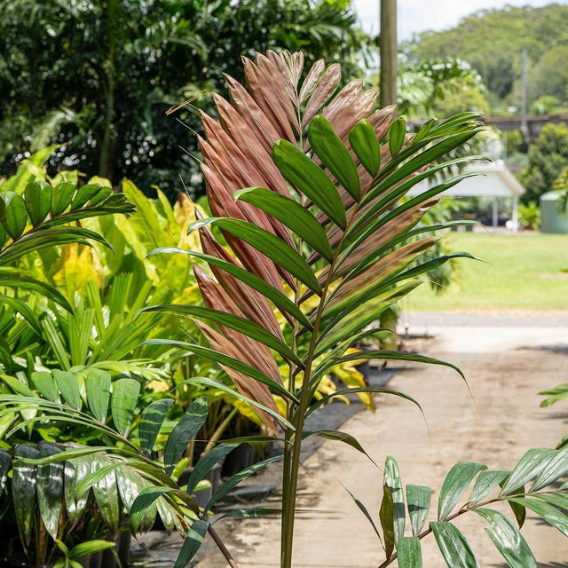 In a sunlit garden, the Red Leaf Palm (Chambeyronia macrocarpa) thrives with its vibrant pink and green leaves, ideal for tropical landscaping. This exotic beauty adds colorful flair while remaining low maintenance.-Nursery Near Me