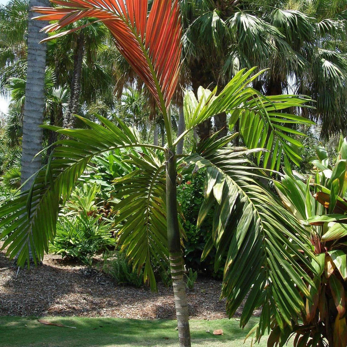 Red Leaf Palm - Chambeyronia macrocarpa-Evergreen,Full Sun,Moderate Growing,Moderate Water,Outdoor,Palm,Tropical-Nursery Near Me