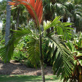 Red Leaf Palm - Chambeyronia macrocarpa-Evergreen,Full Sun,Moderate Growing,Moderate Water,Outdoor,Palm,Tropical-Nursery Near Me