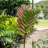 Red Leaf Palm - Chambeyronia macrocarpa-Evergreen,Full Sun,Moderate Growing,Moderate Water,Outdoor,Palm,Tropical-Nursery Near Me