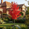 Red Maple