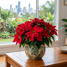 Red Oak Poinsettia