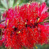Red Paperbark