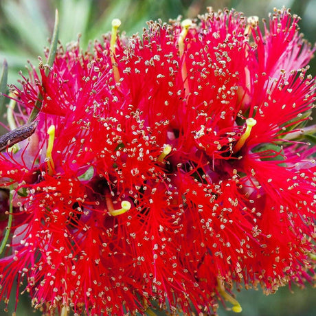 Red Paperbark - Melaleuca viridiflora-Evergreen,Full Sun,Moderate Growing,Moderate Water,Native,Outdoor,Tree-Nursery Near Me