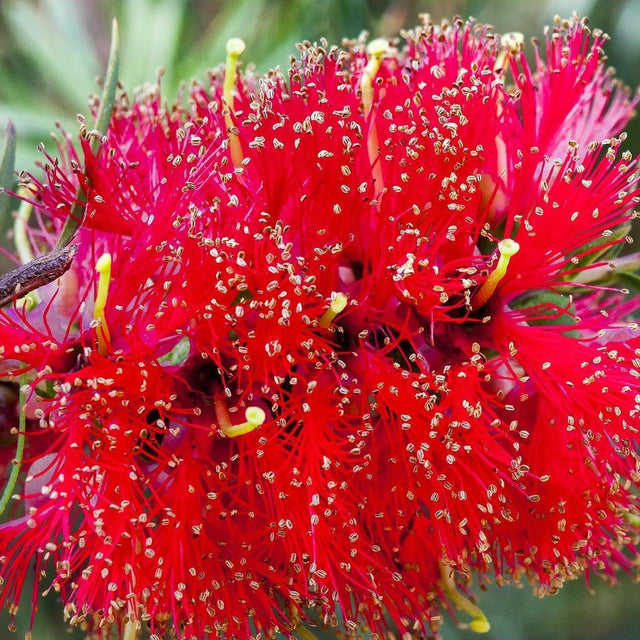 Red Paperbark - Melaleuca viridiflora-Evergreen,Full Sun,Moderate Growing,Moderate Water,Native,Outdoor,Tree-Nursery Near Me