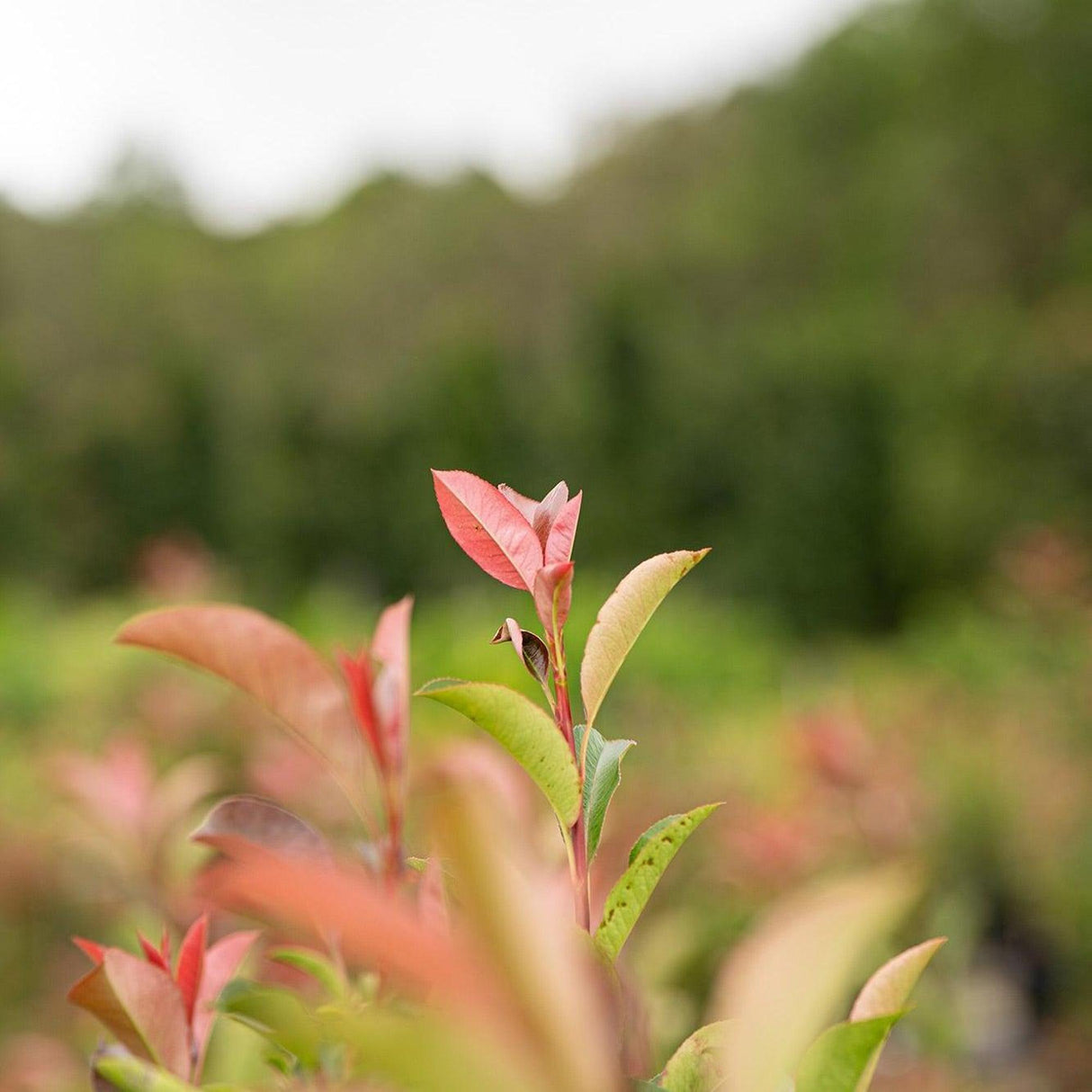 Red Robin - Photinia × fraseri-Evergreen,Full Sun,Hedge,Moderate Growing,Moderate Water,Ornamental,Outdoor,Screening,Shrub-Nursery Near Me