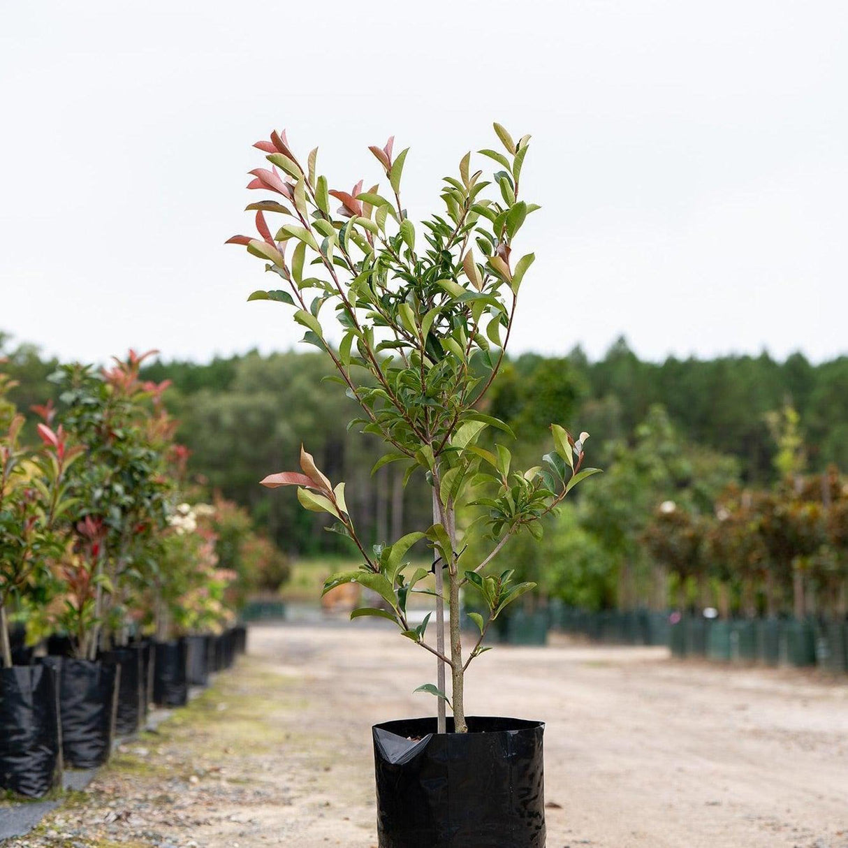 Red Robin - Photinia × fraseri-Evergreen,Full Sun,Hedge,Moderate Growing,Moderate Water,Ornamental,Outdoor,Screening,Shrub-Nursery Near Me