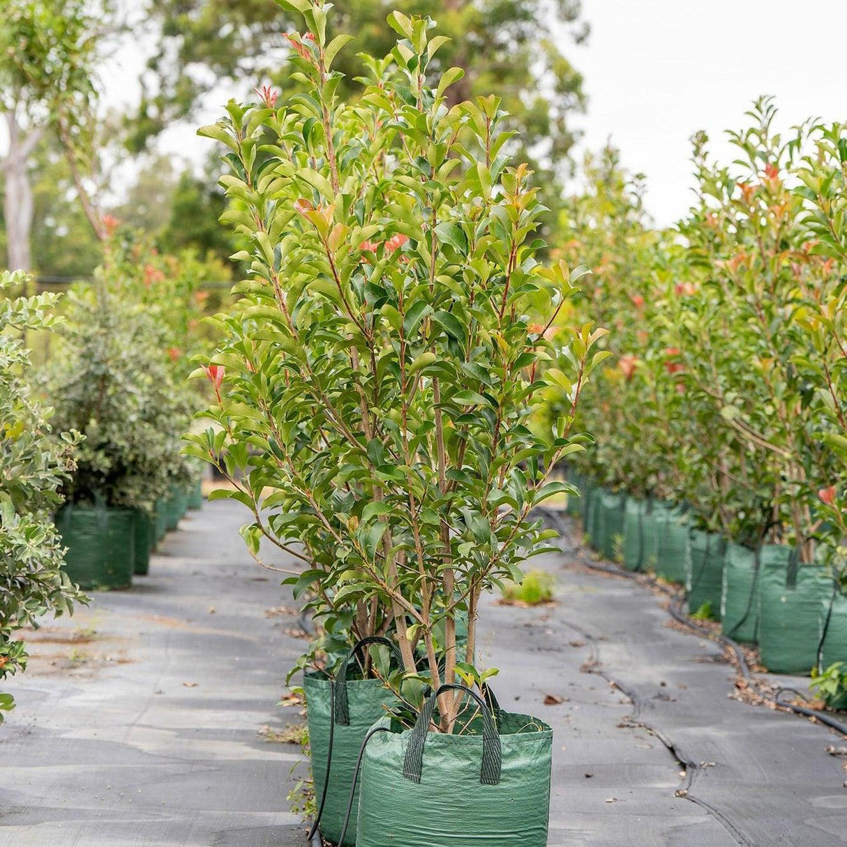 Red Robin - Photinia × fraseri-Evergreen,Full Sun,Hedge,Moderate Growing,Moderate Water,Ornamental,Outdoor,Screening,Shrub-Nursery Near Me