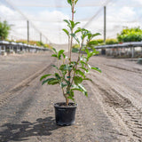 Red Robin - Photinia × fraseri-Evergreen,Full Sun,Hedge,Moderate Growing,Moderate Water,Ornamental,Outdoor,Screening,Shrub-Nursery Near Me