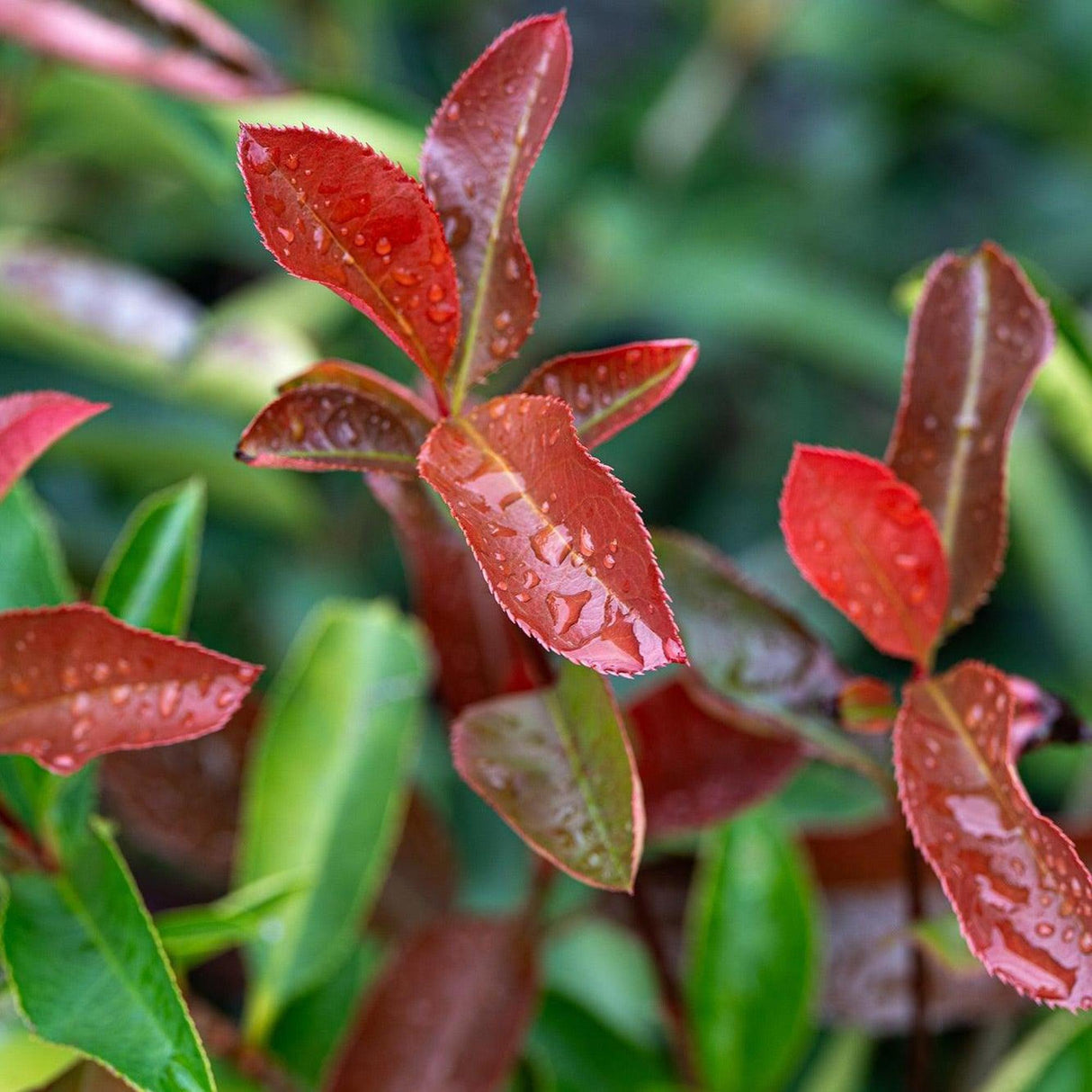 Red Robin - Photinia × fraserii features glistening leaves with water droplets and vibrant green foliage, making it an ideal fast-growing evergreen for a privacy hedge.