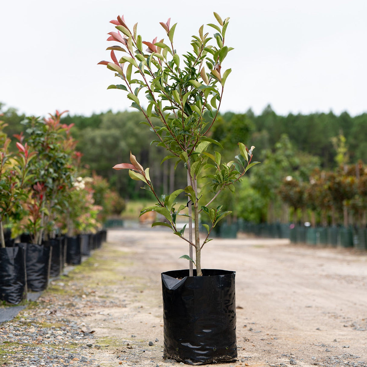 A young Red Robin - Photinia × fraserii, a fast-growing evergreen ideal for privacy hedges, displays reddish foliage and grows in a black plastic pot on a nursery dirt path.