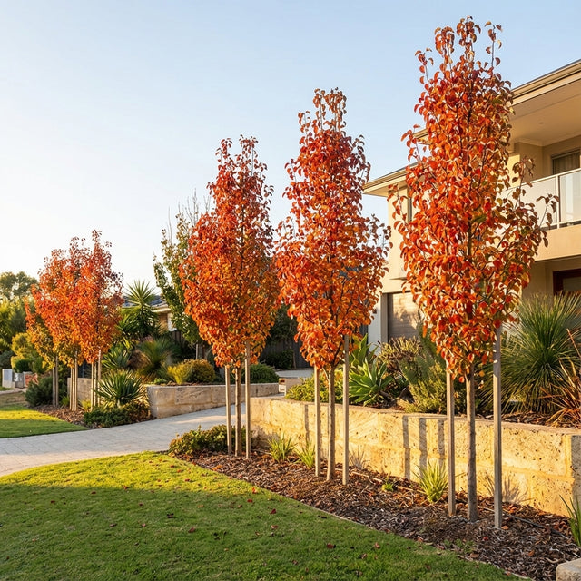 A row of Red Spire Ornamental Pear (Pyrus calleryana 'Red Spire') trees with brilliant orange autumn leaves and upright growth is planted beside a sidewalk by a modern house, creating a striking feature display.