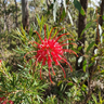 Red Wings Grevillea