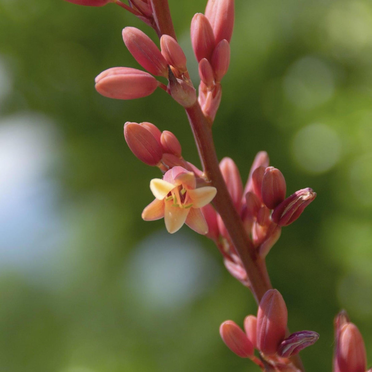 Red Yucca - Hesperaloe parviflora-Evergreen,Full Sun,Low Water,Ornamental,Outdoor,Slow Growing,Succulent-Nursery Near Me