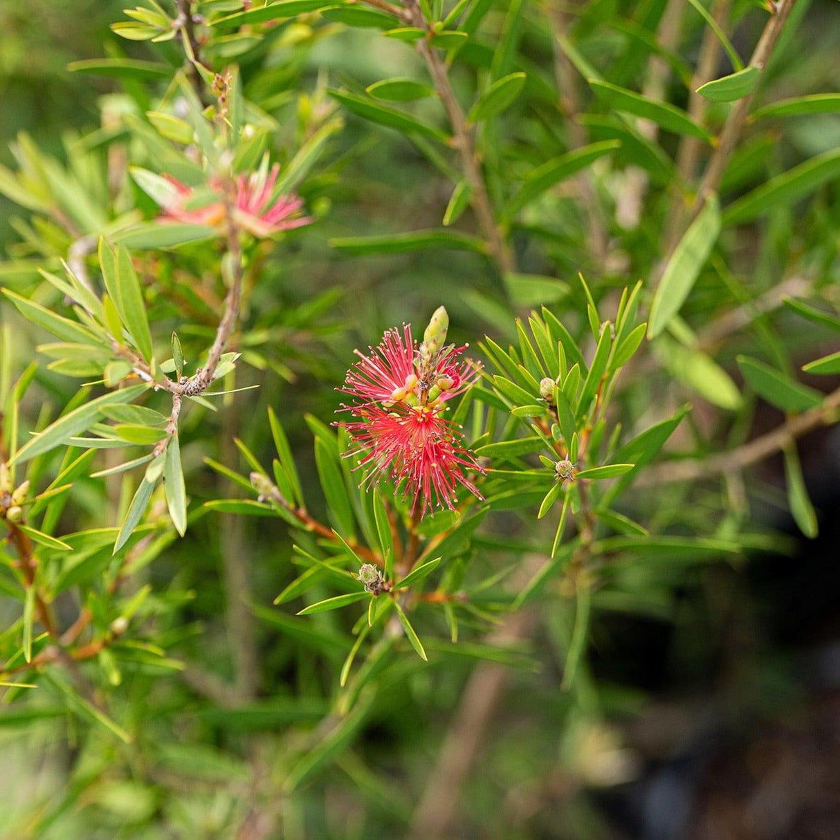 Reeves Pink Bottlebrush - Callistemon 'Reeves Pink'-Evergreen,Fast Growing,Flowering,Full Sun,Moderate Water,Outdoor,Tree-Nursery Near Me