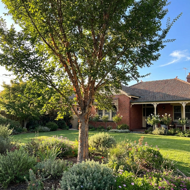 A Reflection Chinese Elm - Ulmus parvifolia ‘Reflection’, a favored shade tree, stands in a garden before a brick house with a tiled roof on a sunny day.