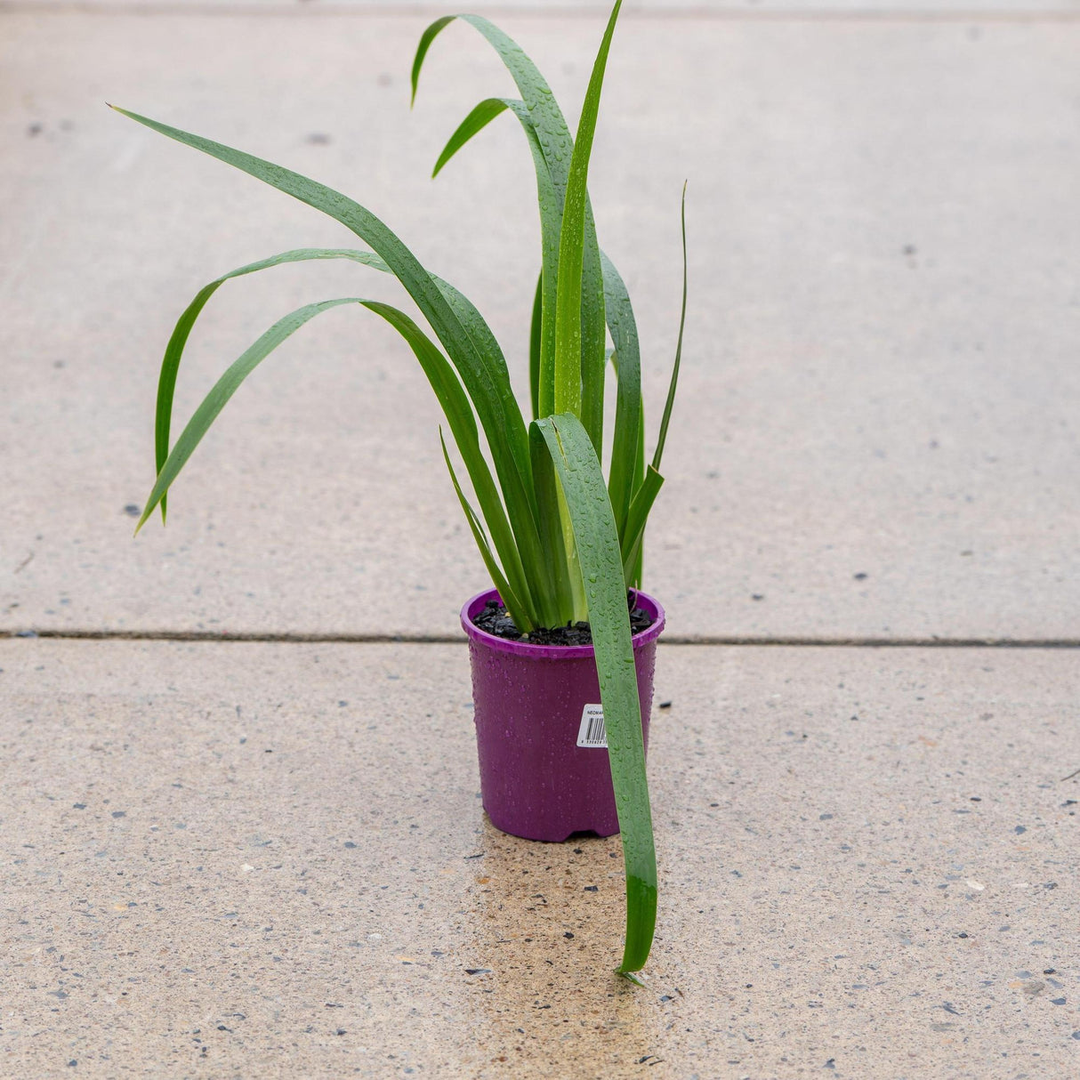 Regina Walking Iris - Neomarica caerulea 'Regina'-Evergreen,Flowering,Moderate Growing,Moderate Water,Outdoor,Partial Shade,Shrub,Tropical-Nursery Near Me