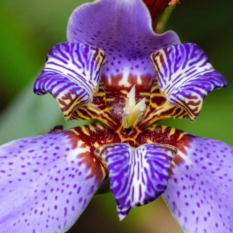 Regina Walking Iris - Neomarica caerulea 'Regina'-Evergreen,Flowering,Moderate Growing,Moderate Water,Outdoor,Partial Shade,Shrub,Tropical-Nursery Near Me