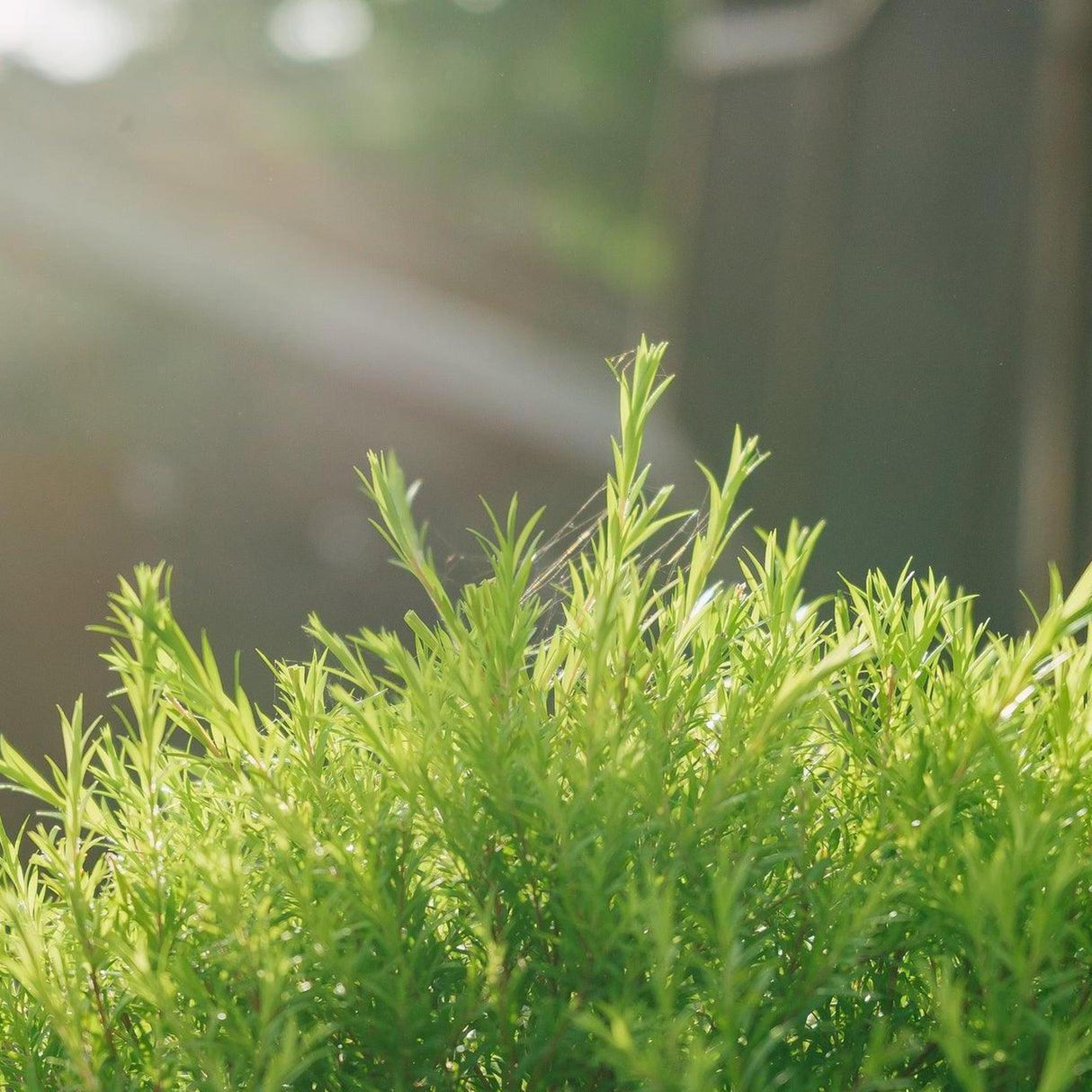 Bright sunlight illuminates the vibrant, drought-tolerant evergreen foliage of Revolution Green Melaleuca (Melaleuca bracteata 'Revolution Green') against a softly blurred background.