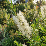 Revolution Green Melaleuca (Melaleuca bracteata 'Revolution Green') features white bottlebrush blooms on lush evergreen foliage—a sun-loving, drought-tolerant shrub that’s a beautiful addition to any garden.