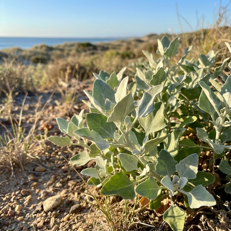 Saltbush - Rhagodia ‘Grey Edge’ features silvery-green foliage and flourishes in sandy soils, making it an ideal, hardy choice for coastal gardens that desire attractive saltbush beauty.