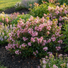 Cosmic Pink™ Indian Hawthorn