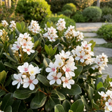 White flowers with pink centers bloom on Snow Maiden Indian Hawthorn (Rhaphiolepis indica 'Snow Maiden'), an evergreen shrub, brightening sunlit gardens with stone paths.