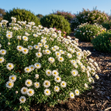 Rhodanthe ‘Sunray Snow’, an Australian native daisy with delicate white papery blooms, grows in a mulched garden bed under clear blue skies.