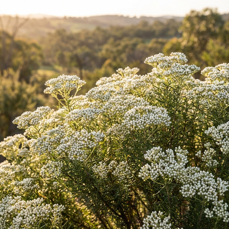 Clusters of white blooms from Rice Flower ‘White Horse’ (Ozothamnus diosmifolius) bask in sunlight against a blurred green backdrop—an elegant display of this Australian native shrub.