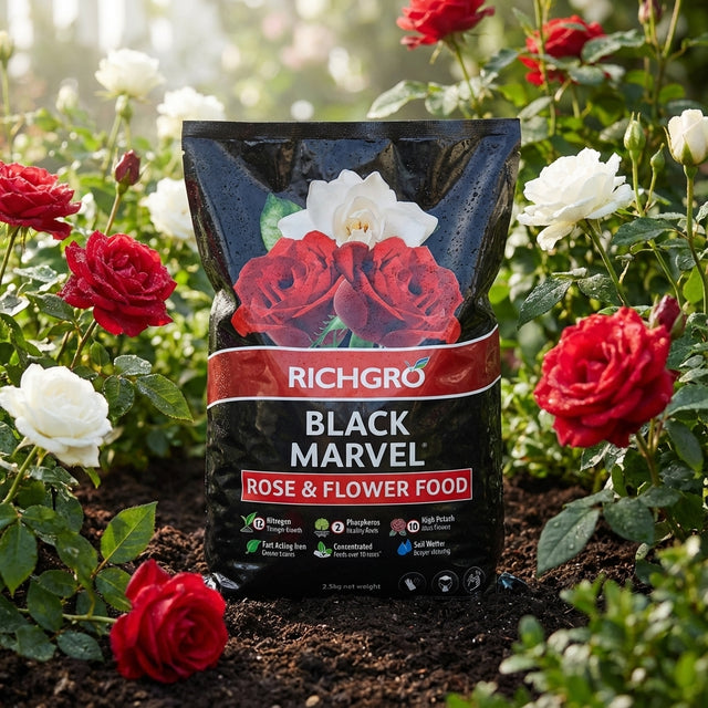 A 2.5kg bag of Richgro Black Marvel Rose And Flower Food, a high potash fertiliser, is placed among blooming red and white roses in a garden.
