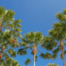 Rigid Fan Palm