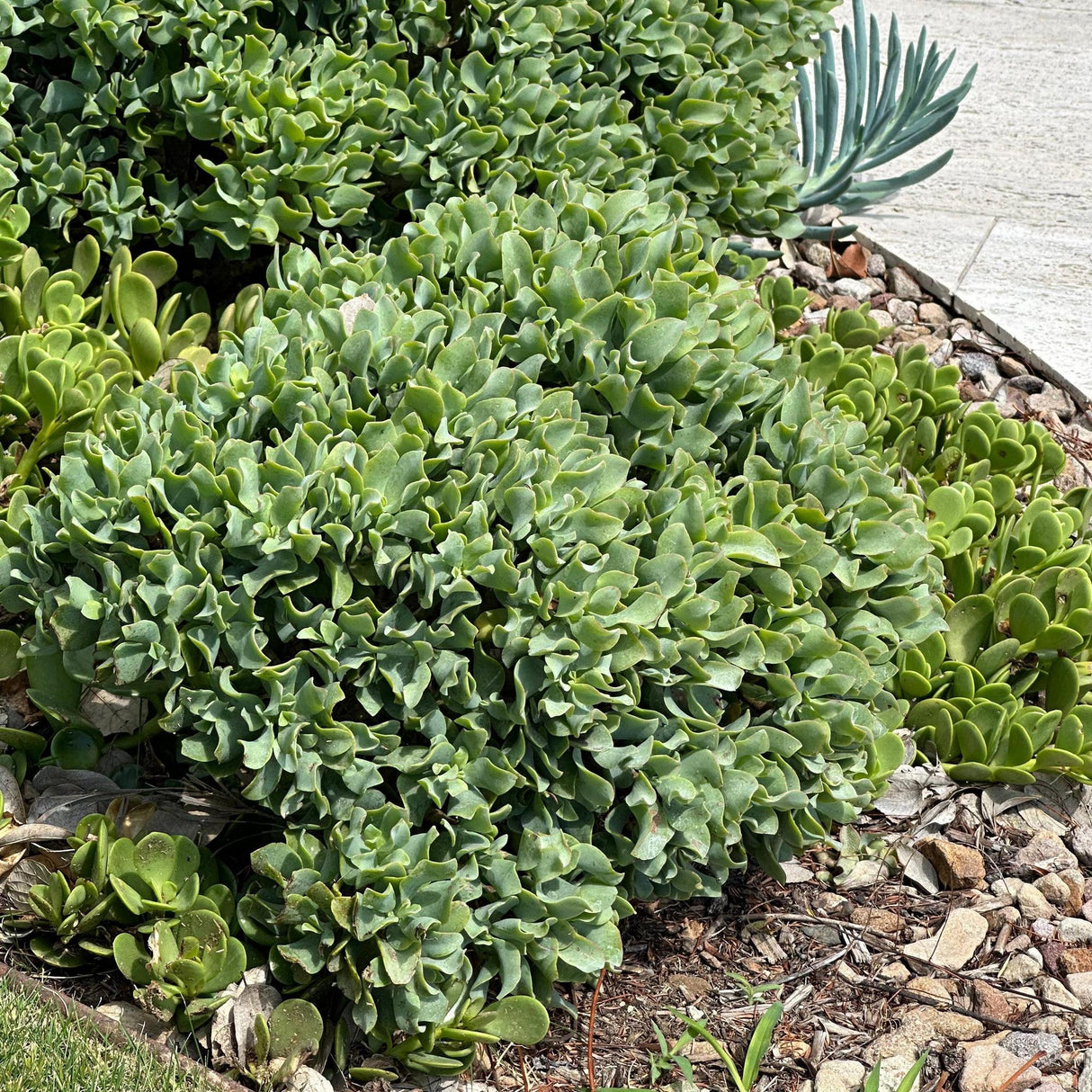 Ripple Jade - Crassula arborescens undulatifolia-Evergreen,Full Sun,Indoor,Low Water,Ornamental,Slow Growing,Succulent-Nursery Near Me